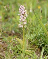 Neotinea lactea Spilli 220411 (91)