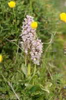 Neotinea lactea Spilli 220411 (92)