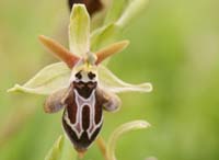 Ophrys ariadnae  Spilli 220411 (10)