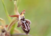 Ophrys ariadnae  Spilli 220411 (14)
