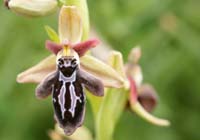 Ophrys ariadnae  Spilli 220411 (42)