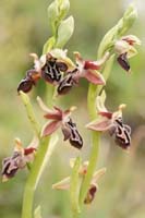 Ophrys ariadnae  Spilli 220411 (87)