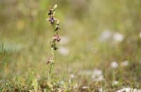 Ophrys ariadnae Spilli 220411 (242)