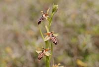 Ophrys ariadnae Spilli 220411 (259)