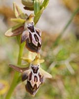Ophrys ariadnae Spilli 220411 (267)