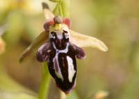Ophrys ariadnae Spilli 220411 (269)