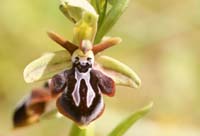 Ophrys ariadnae Spilli 220411 (270)