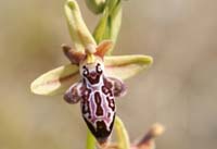 Ophrys ariadnae Spilli 220411 (276)
