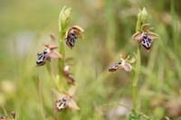 Ophrys ariadnae Spilli 220411 (325)