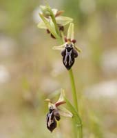 Ophrys ariadnae Spilli 220411 (52)
