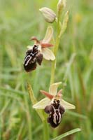 Ophrys ariadnae Spilli 220411 (55)
