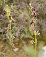Ophrys ariadnae Spilli 220411 (67)