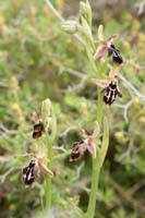 Ophrys ariadnae Spilli 220411 (69)