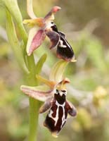 Ophrys ariadnae Spilli 220411 (70)