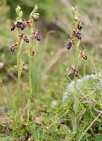 Ophrys ariadnae Spilli 220411 (85)