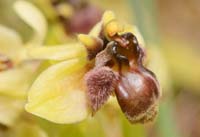 Ophrys bombyliflora Spilli 220411 (101)