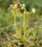 Ophrys bombyliflora Spilli 220411 (112)
