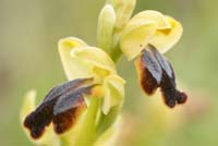 Ophrys cressa  Spilli 220411 (2)