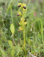 Ophrys cressa Spilli 220411 (120)