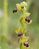 Ophrys cressa Spilli 220411 (122)