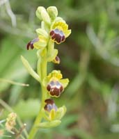 Ophrys cressa Spilli 220411 (155)