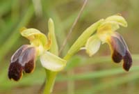 Ophrys cressa Spilli 220411 (157)