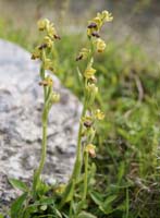 Ophrys cressa Spilli 220411 (327)