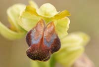 Ophrys cressa Spilli 220411 (51)