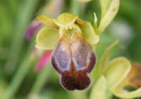 Ophrys cressa Spilli 220411 (72)