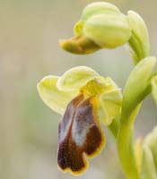 Ophrys cressa Spilli 220411 (79)