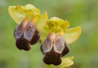 Ophrys cressa Spilli 220411 (93)