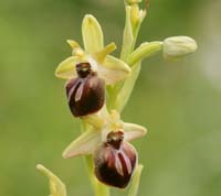 Ophrys cretensis Spilli 220411 (81)