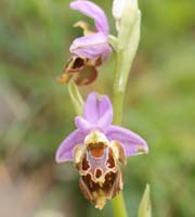 Ophrys episcopalis x heldreichii Spilli 220411 (63)