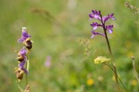 Ophrys heldreichii & Anacamptis boryi Spilli 220411 (214)