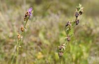 Ophrys heldreichii & ariadnae Spilli 220411 (246)