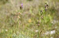 Ophrys heldreichii & cretica Spilli 220411 (244)