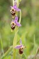 Ophrys heldreichii Spilli 220411 (116)