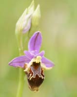 Ophrys heldreichii Spilli 220411 (16)