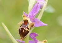 Ophrys heldreichii Spilli 220411 (173)