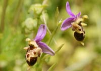 Ophrys heldreichii Spilli 220411 (175)