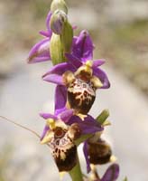 Ophrys heldreichii Spilli 220411 (180)