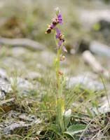 Ophrys heldreichii Spilli 220411 (181)