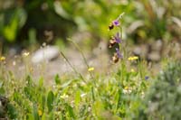 Ophrys heldreichii Spilli 220411 (203)