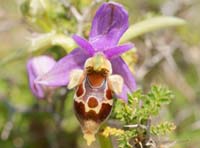 Ophrys heldreichii Spilli 220411 (238)