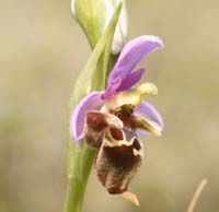 Ophrys heldreichii Spilli 220411 (239)