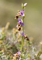 Ophrys heldreichii Spilli 220411 (247)