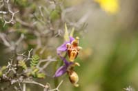 Ophrys heldreichii Spilli 220411 (251)