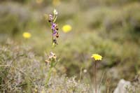 Ophrys heldreichii Spilli 220411 (252)