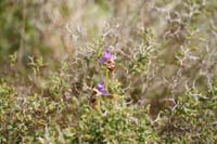 Ophrys heldreichii Spilli 220411 (254)