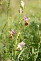 Ophrys heldreichii Spilli 220411 (295)